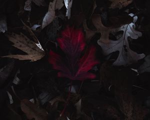 Preview wallpaper leaves, autumn, macro, red, dry