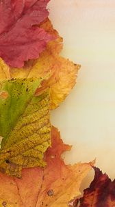 Preview wallpaper leaves, autumn, macro, yellow, red, green