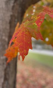 Preview wallpaper leaves, autumn, macro, red
