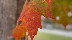 Preview wallpaper leaves, autumn, macro, red