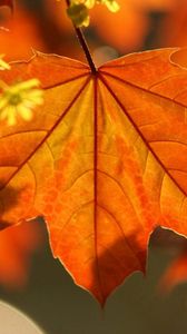 Preview wallpaper leaves, autumn, maple, branch