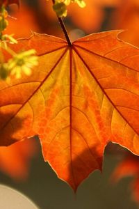 Preview wallpaper leaves, autumn, maple, branch