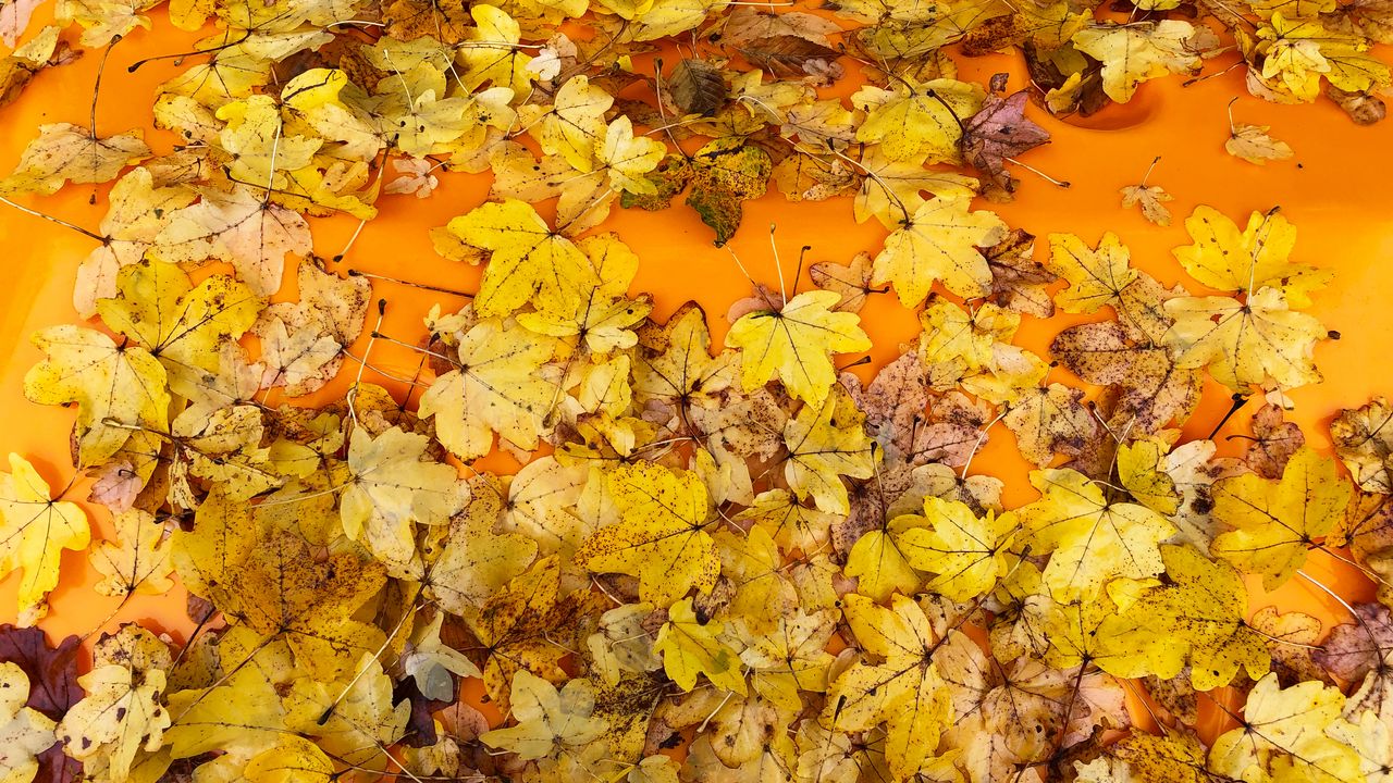 Wallpaper leaves, autumn, maple, surface, yellow