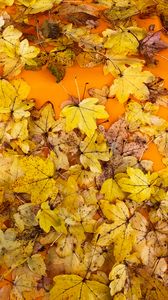 Preview wallpaper leaves, autumn, maple, surface, yellow