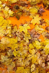 Preview wallpaper leaves, autumn, maple, surface, yellow