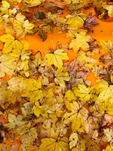 Preview wallpaper leaves, autumn, maple, surface, yellow