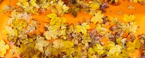 Preview wallpaper leaves, autumn, maple, surface, yellow
