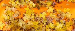 Preview wallpaper leaves, autumn, maple, surface, yellow