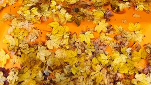 Preview wallpaper leaves, autumn, maple, surface, yellow