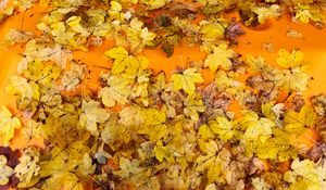 Preview wallpaper leaves, autumn, maple, surface, yellow