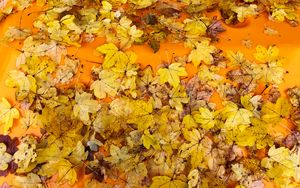 Preview wallpaper leaves, autumn, maple, surface, yellow