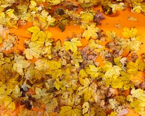 Preview wallpaper leaves, autumn, maple, surface, yellow