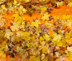 Preview wallpaper leaves, autumn, maple, surface, yellow