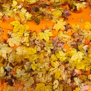Preview wallpaper leaves, autumn, maple, surface, yellow