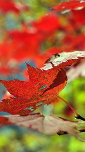 Preview wallpaper leaves, autumn, maple, dry