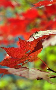 Preview wallpaper leaves, autumn, maple, dry