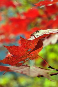 Preview wallpaper leaves, autumn, maple, dry