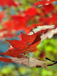 Preview wallpaper leaves, autumn, maple, dry