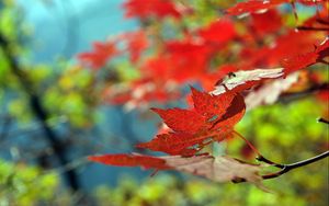 Preview wallpaper leaves, autumn, maple, dry