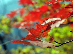 Preview wallpaper leaves, autumn, maple, dry