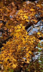 Preview wallpaper leaves, autumn, maple, nature