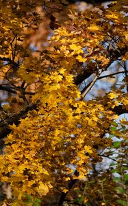 Preview wallpaper leaves, autumn, maple, nature