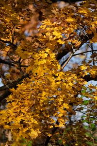 Preview wallpaper leaves, autumn, maple, nature