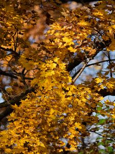 Preview wallpaper leaves, autumn, maple, nature