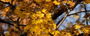 Preview wallpaper leaves, autumn, maple, nature