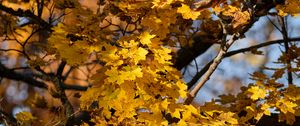 Preview wallpaper leaves, autumn, maple, nature