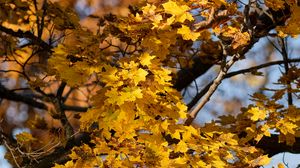 Preview wallpaper leaves, autumn, maple, nature
