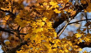 Preview wallpaper leaves, autumn, maple, nature