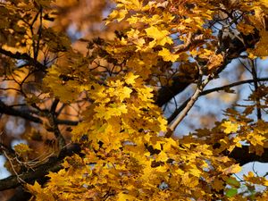 Preview wallpaper leaves, autumn, maple, nature