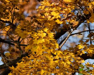 Preview wallpaper leaves, autumn, maple, nature