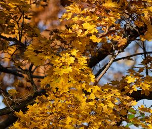 Preview wallpaper leaves, autumn, maple, nature