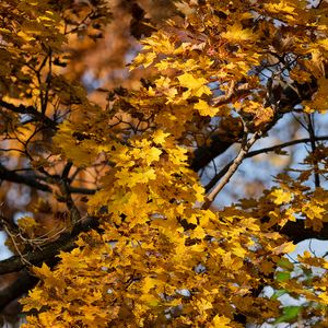 Preview wallpaper leaves, autumn, maple, nature