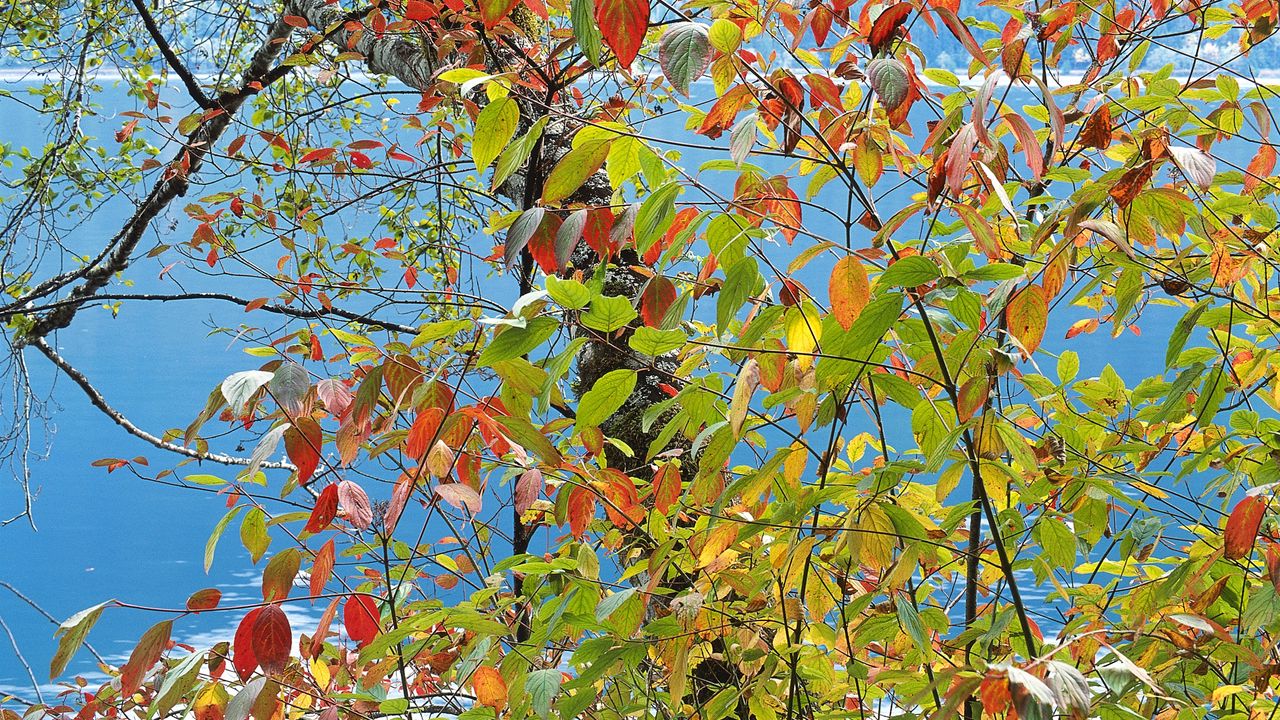 Wallpaper leaves, autumn, multi-colored, palette, paints, tree, sea