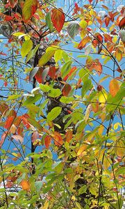 Preview wallpaper leaves, autumn, multi-colored, palette, paints, tree, sea