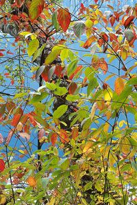 Preview wallpaper leaves, autumn, multi-colored, palette, paints, tree, sea