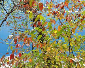 Preview wallpaper leaves, autumn, multi-colored, palette, paints, tree, sea