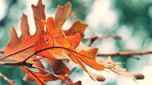 Preview wallpaper leaves, autumn, orange, nature, blur