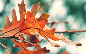 Preview wallpaper leaves, autumn, orange, nature, blur