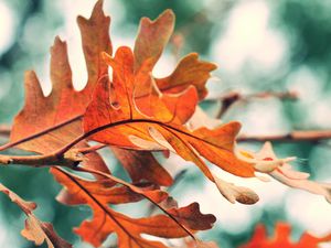 Preview wallpaper leaves, autumn, orange, nature, blur