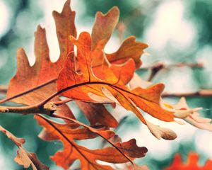 Preview wallpaper leaves, autumn, orange, nature, blur