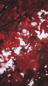 Preview wallpaper leaves, autumn, red, blur