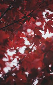 Preview wallpaper leaves, autumn, red, blur