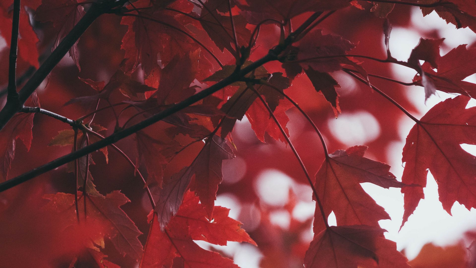 Download wallpaper 1920x1080 leaves, autumn, red, blur full hd, hdtv, fhd, 1080p  hd background