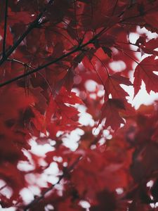 Preview wallpaper leaves, autumn, red, blur