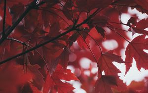 Preview wallpaper leaves, autumn, red, blur