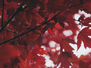 Preview wallpaper leaves, autumn, red, blur